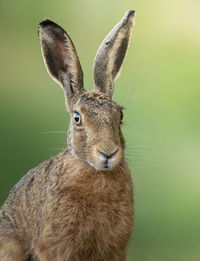 Close-up of rabbit