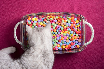 Curious kitten looks at multi-colored round candies, bright and colorful