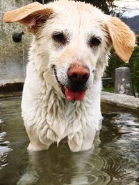 Close-up portrait of dog standing in water