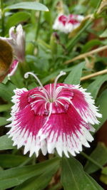 Close-up of pink flower