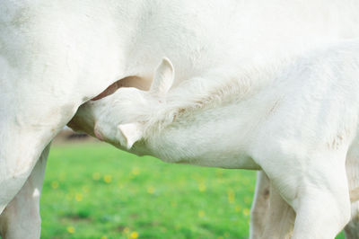 Close-up of horse