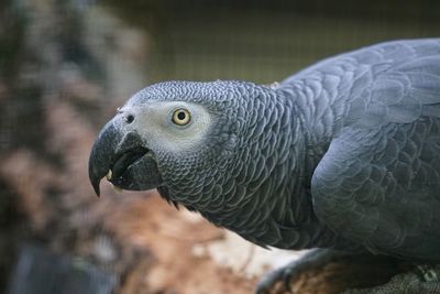 Close-up of african grey parrot perching on bark