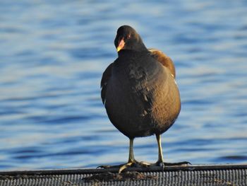 Close-up of bird perching on a lake