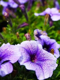 Close-up of purple flowers