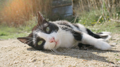 Close-up of cat