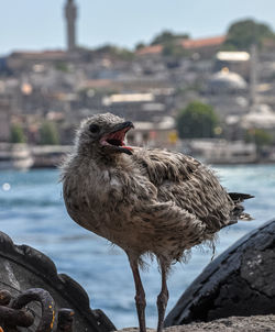 Close-up of bird against lake