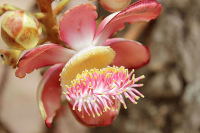 Close-up of pink flower