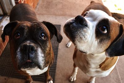 Close-up portrait of dogs