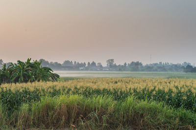 Scenic view of field against sky during foggy weather