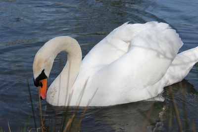 swan