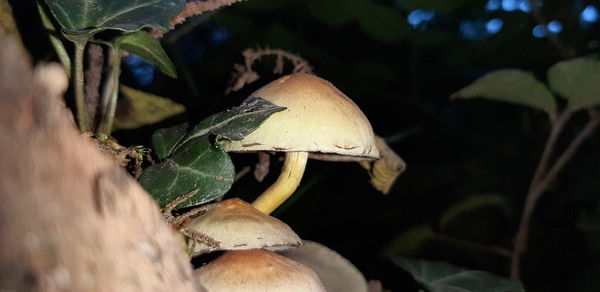 Close-up of mushroom growing on tree