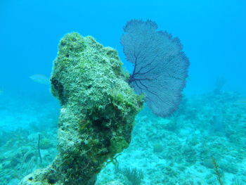 Close-up of fish swimming in sea