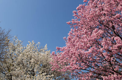 Low angle view of cherry blossom tree against clear sky