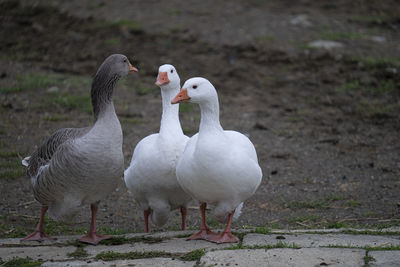 White duck on field