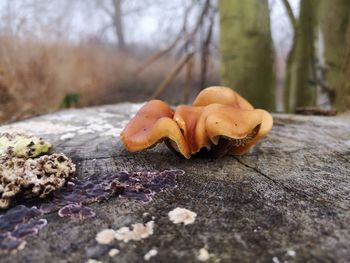 Close-up of mushrooms on wood