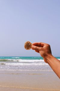 Close-up of hand holding sand dollar at beach against clear sky