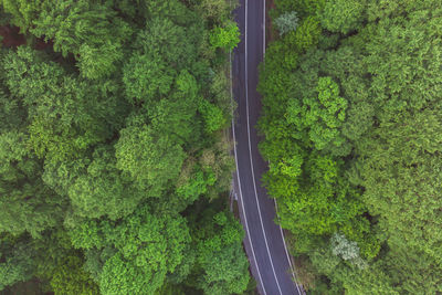 High angle view of road amidst trees in forest