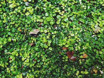 Full frame shot of ivy growing on plant