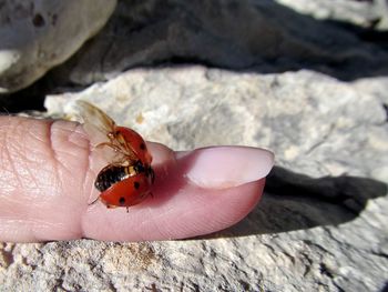 Close-up of insect on hand