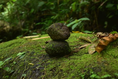 Close-up of stones on field