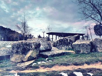 Trees against cloudy sky