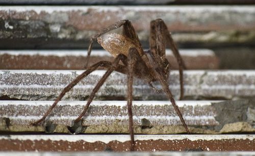 Close-up of spider