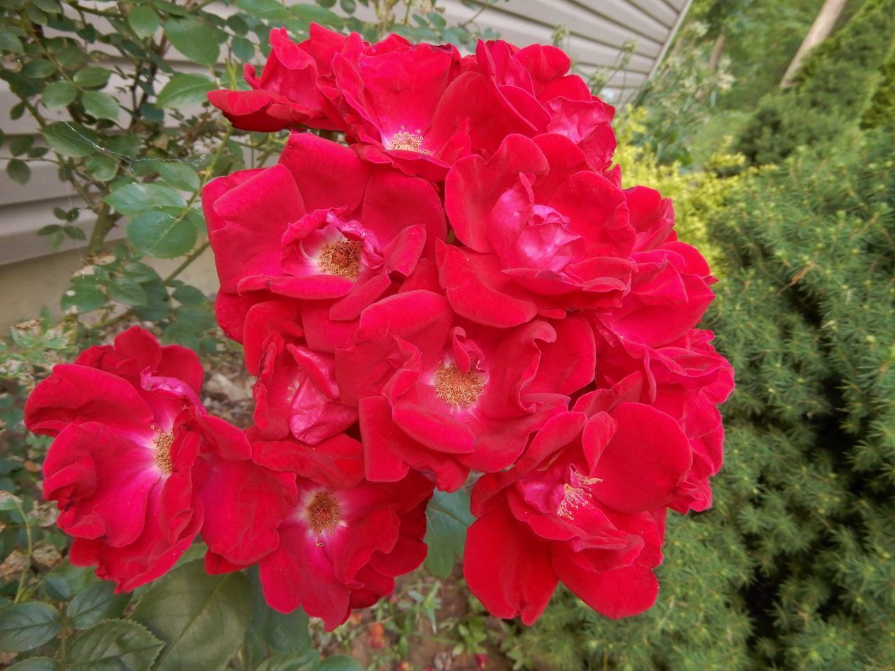 CLOSE-UP OF PINK ROSES