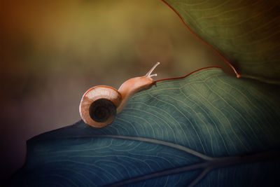 Close-up of snail on leaf