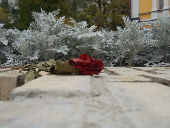 Close-up of red flowers