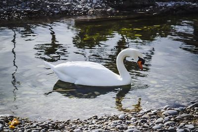 White swan in lake