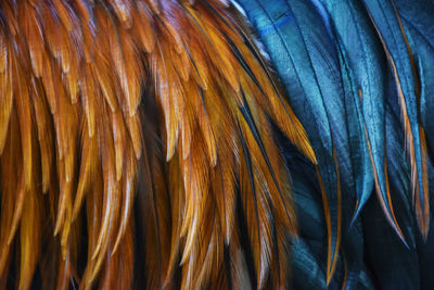 Full frame shot of feather