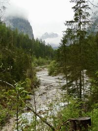 Scenic view of river amidst trees in forest against sky