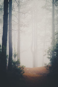 Trees in forest