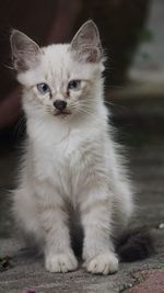 Portrait of a white cat 