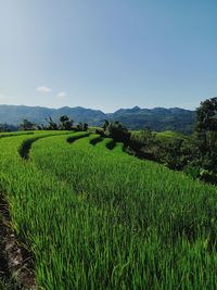 Scenic view of agricultural field against clear sky