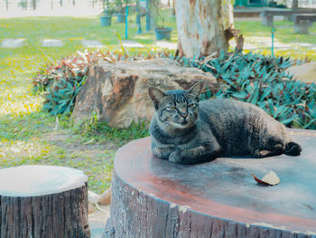 Portrait of a cat relaxing on wood