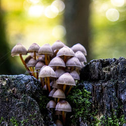 Close-up of mushrooms growing in forest