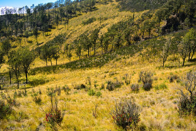 Scenic view of trees growing on field