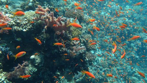 View of fish swimming in sea while diving in redsea-egypt