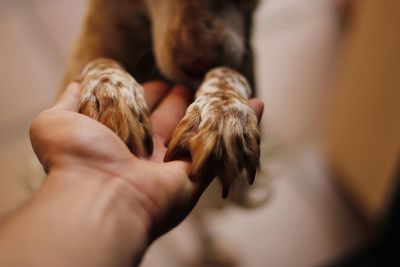 Cropped hand holding dog paws at home