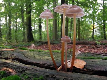Close-up of mushroom in forest