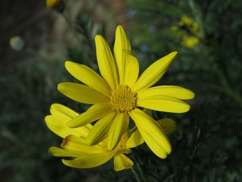 Close-up of yellow flower