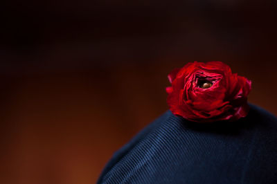 Close-up of red rose