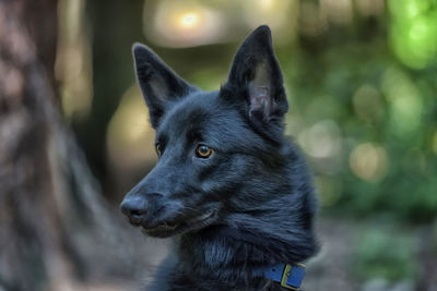 Close-up of dog looking away