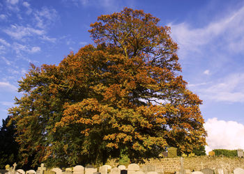 Low angle view of tree in autumn
