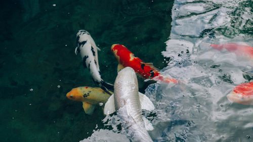 High angle view of koi carps swimming in sea