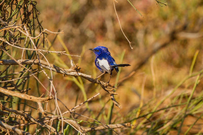 Bird perching on a branch