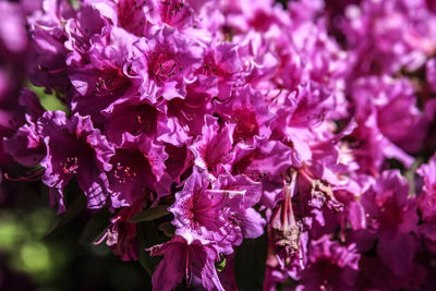 Close-up of purple flowers