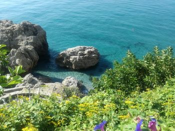 High angle view of plants by sea