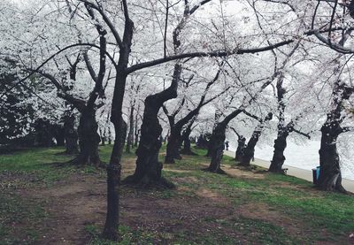 Bare trees on grassy field